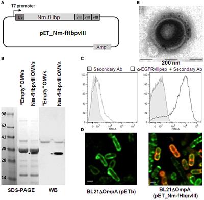 Synergistic Protective Activity of Tumor-Specific Epitopes Engineered in Bacterial Outer Membrane Vesicles